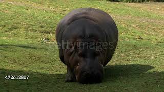 hippo opens its mouth . free clip