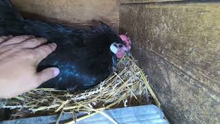 Jarní chovatelské úspěchy - navazuje na video: Líhnutí kuřat a kachňat