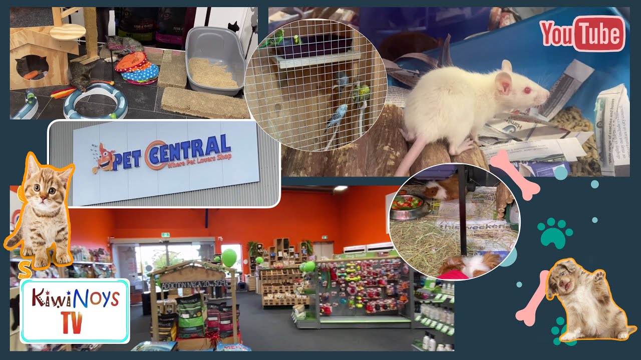 Pet Shop Tour in Pet Central YouTube