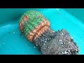 Cactus Plants Shrivelled / Wrinkled at the Base & what to do