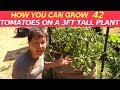 How to Grow 42 Tomatoes on a 3 Ft Plant in a Container Organically