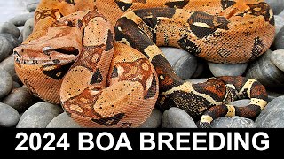 Boa Breeding Update: May 3 2024