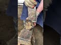 Hoof trimming thick donkey hooves are easily cut off have you seen about donkey care shorts