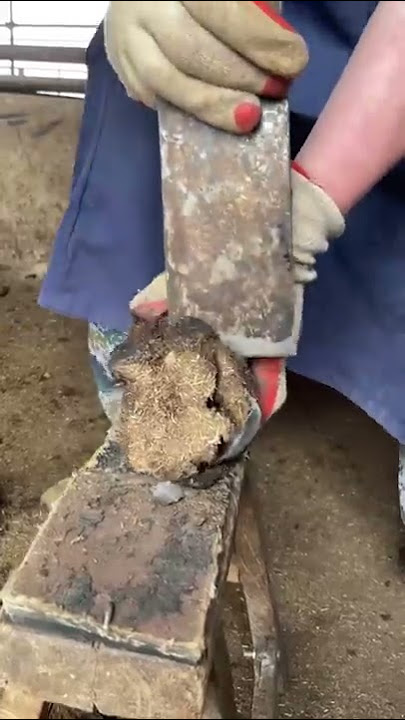 Pemangkasan kuku: Kuku keledai yang tebal mudah dipotong!