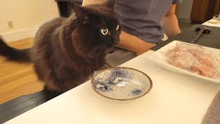 My cat sits at dinner table with me and eats hot pot