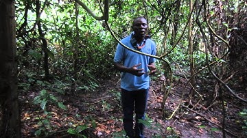 SAVE THE FROGS! Ghana at Bobiri Forest - Part 2