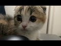 お仕事中になにがなんでもデスクツアーをしたい子猫がこちらです・・・