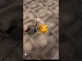 よしこドッグ