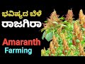 AMARANTH FARMING | RAJGIRA FARMING | RAJGIRA CULTIVATION | ರಾಜಗಿರಾ | ಬೀಜದ ದಂಟು | ಅಮರಾಂತ್ | CHEEGORA