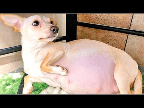 Video: Chihuahuas: väikseima ja vanima koera hooldamine ja hooldamine