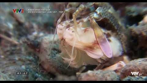 [VTVLIFE - THẾ GIỚI ĐỘNG VẬT] - Câu chuyện về tôm tít