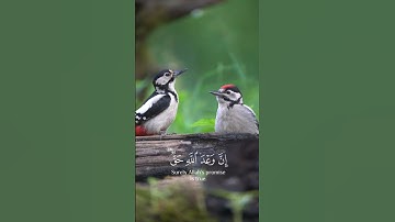 يَا أَيُّهَا النَّاسُ اتَّقُوا رَبَّكُمْ - سورة لقمان #ياسر_الدوسري  #خلق_الله #اكسبلور #سبحان_الله