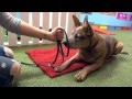 How To Teach Your Dog How To Feel Safe Wearing A Muzzle How To Teach Your Dog How To Feel Safe Wearing A Muzzle