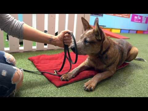 How To Teach Your Dog How To Feel Safe Wearing A Muzzle