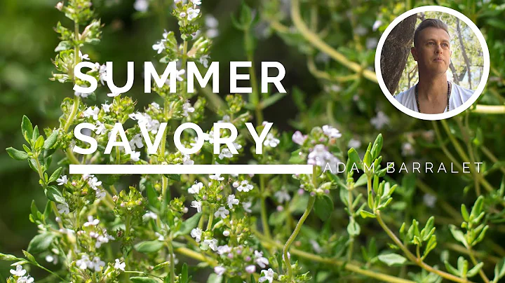 Summer Savory - The Oil of Uninhibited Fervour