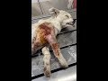 Rescuing an Injured Stray Dog with Rotten Flesh – Will He Survive This Winter? 💔