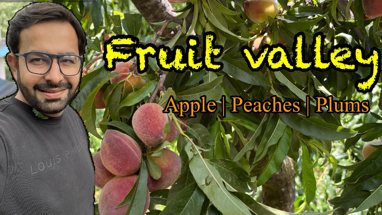 “A Journey Through Fruit Valley Apple, Peach & Plum Orchards of