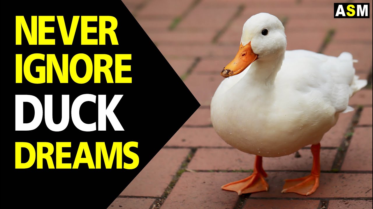 What Does Duck Dream Meaning Dreaming Of Duck Duck Dream What Does Duck Dream Meaning Dreaming Of Duck Duck Dream