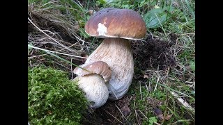 SUOMI  2017 raccolta porcini in Finlandia Herkkutatti vuonna Suomessa 2017