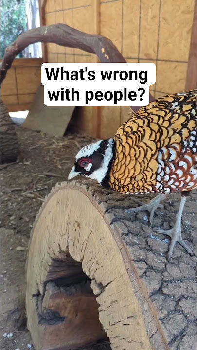 Why don't Reeves Pheasants like people? #birdtrend #funnyanimals #viralbirds #viral #shorts #people
