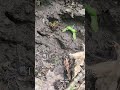 Epic New York Catskills black bear track!! #blackbear #catskillmountains #hunting