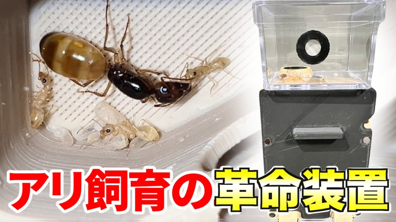 アリを飼育する新商品が神作すぎた！！！ - YouTube