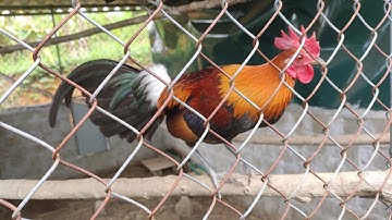 Ntsuag lau qaib txuam 2 zoo nkauj cev yias li qaib qus ,gà tơ f2 sung