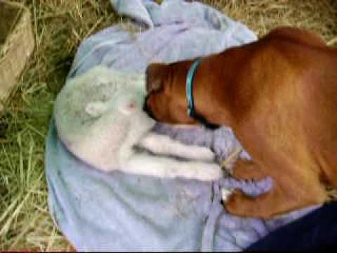 Boxer Puppy Cooper with Chantelle the abandoned lamb 0509