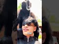 Gibbon  #pets