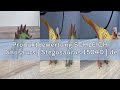 Produktbewertung SCHLEICH Dinosaurs | Stegosaurus 15040 | detailgetreuer Dino | Dino Spielzeug zum S