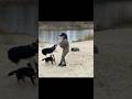 Fluffy Geniuses Crew 30 #dogshorts #dogvideosfunny #australianshepherd #entlebucher #dogvideos #dogs