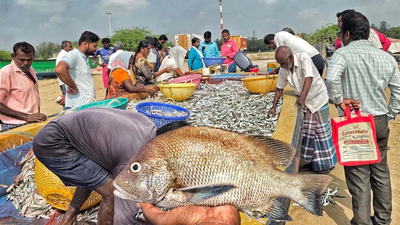 Анчоусы и морской окунь, которых нам привезли на лодке