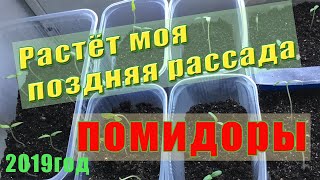 Обалдеть!))Растёт моя поздняя рассада помидорчиков!2019год