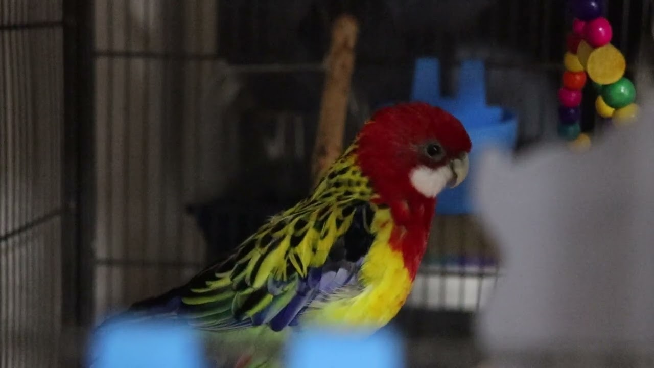 How a Rosella Parrot Sings – Real Recording (7 Minutes)