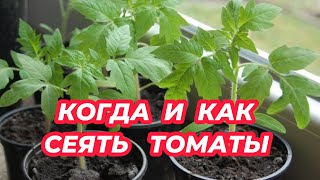 Теперь сею помидоры только так! Когда и как сеять томаты на рассаду