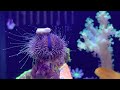 Blue tuxedo urchin wearing a jaunty beret