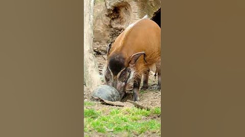 Useless animal fact: How to spot a male/female red river hog? Red river hogs in Prague Zoo