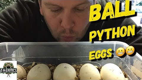 Pulling Ball Python Eggs!!
