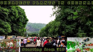 Cheapest Plants in Chennai/Pallavaram Sandhai/CHENNAI Nursery/Artistry Mariyam