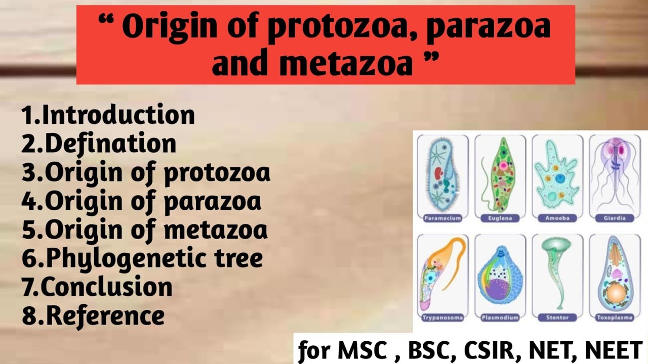 Parazoa Example Drawing Protozoa | Parazoa | Metazoa | Origin | Phylogenetic tree - YouTube