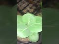 Awesome winter cabbage in San Antonio survive the freeze
