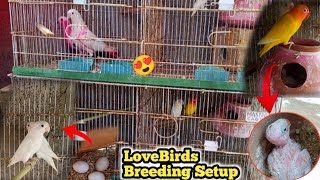 Lovebirds Mutation Breeding Setup 😍 A Guide for Breeders ||Danish Birds Animal