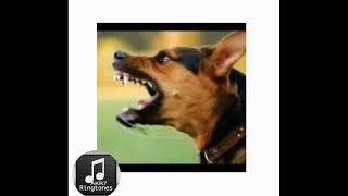Angry Dog Ringtone