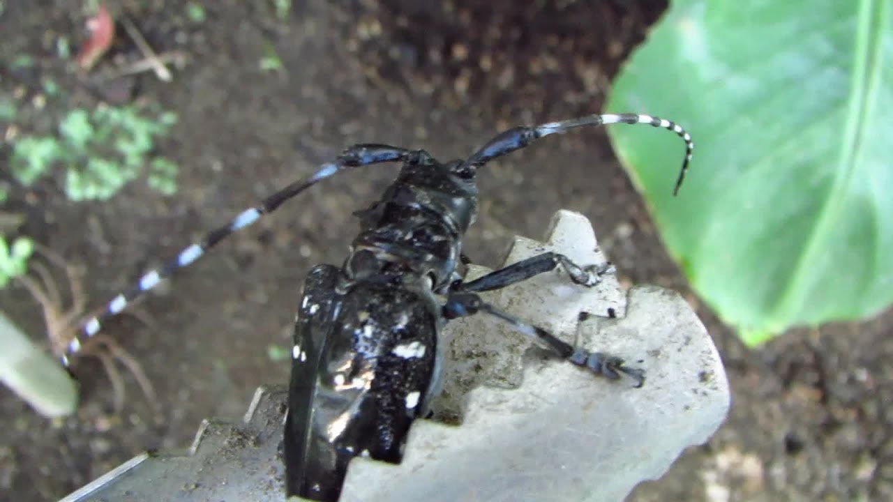 カミキリムシの鳴き声って聞いたことある