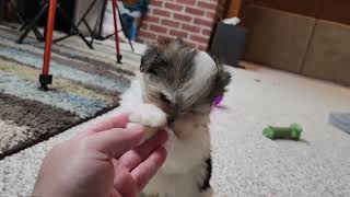 Porter  Cute Havanese puppy. #havanesepuppies