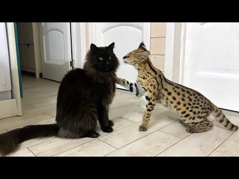 Video: Maine Coon Yog Tsiaj Plaub Ntxhov Loj Heev