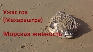 Индия. Ужас Гоа, Махараштра  опасная морская живность. Жесть  на  Paradise beach