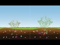 Soil microbiome animation
