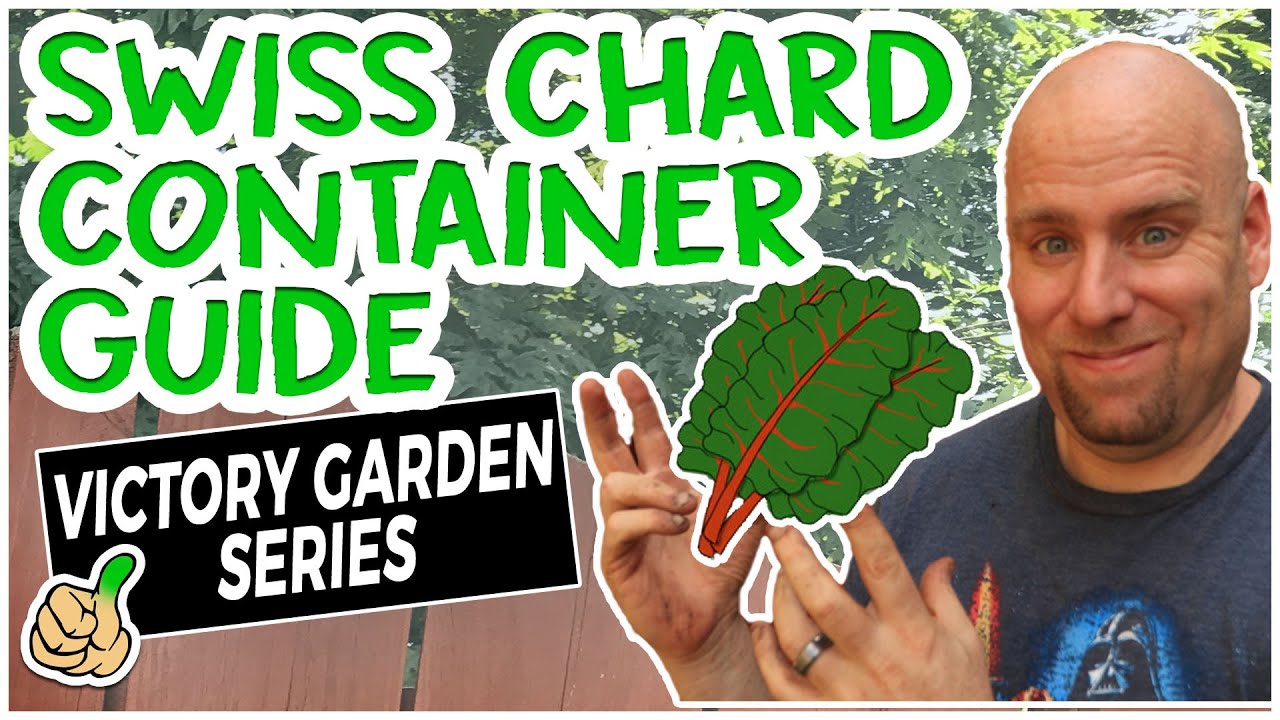 Swiss Chard in Containers | Victory Garden Series