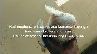 Pangani phindu lochuluka ndi ulimi wankhuku ndi feed yopanga  nokha kunyumba